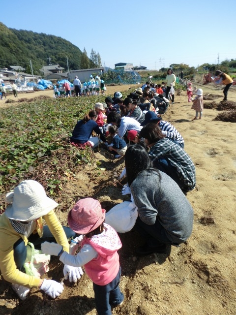 イモ掘り体験会