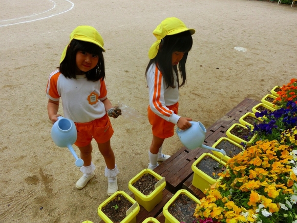 朝顔の芽が出たよ！