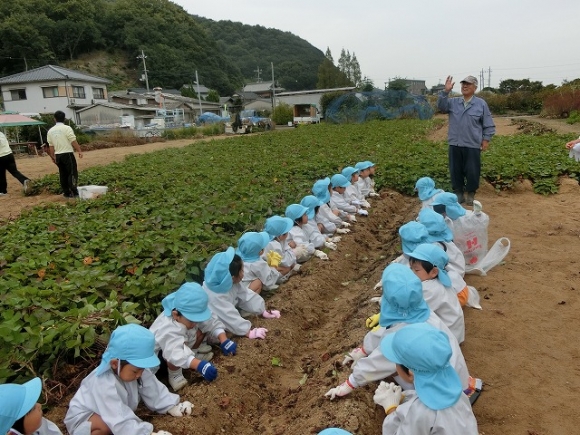 年中イモ掘り
