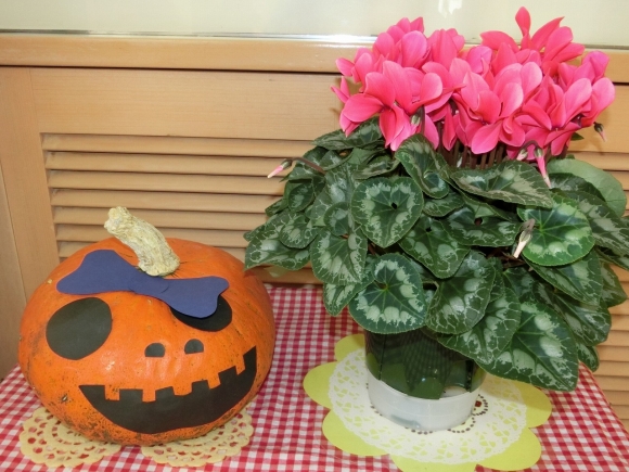 今日はハロウィンですね