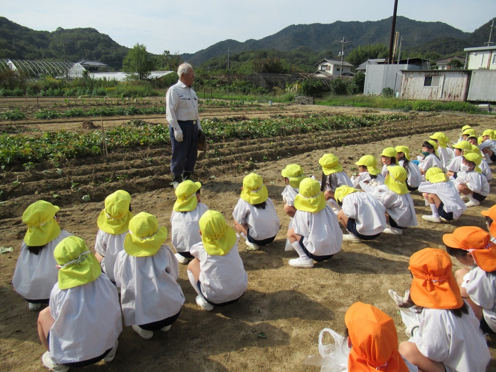 年長イモ掘り