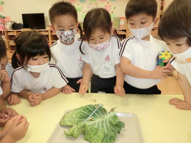 今日のさくら組