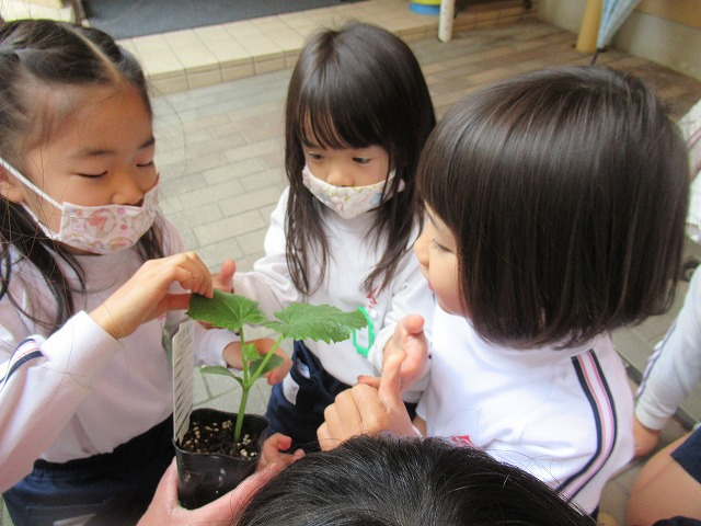 野菜の苗を植えました（年長）