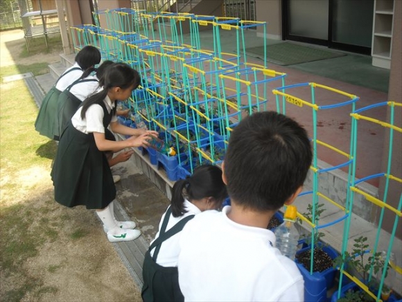 ミニトマト栽培中！！