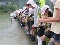 田植え