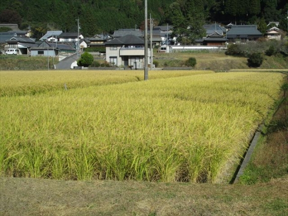 2年生　稲刈りをしました！