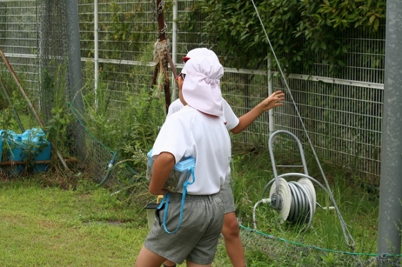 虫取り流行中