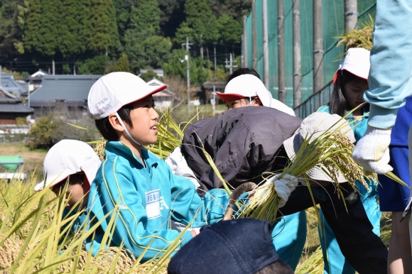 中等との交流会　稲刈りをしました