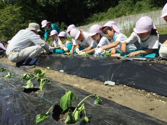 サツマイモの苗を植えました