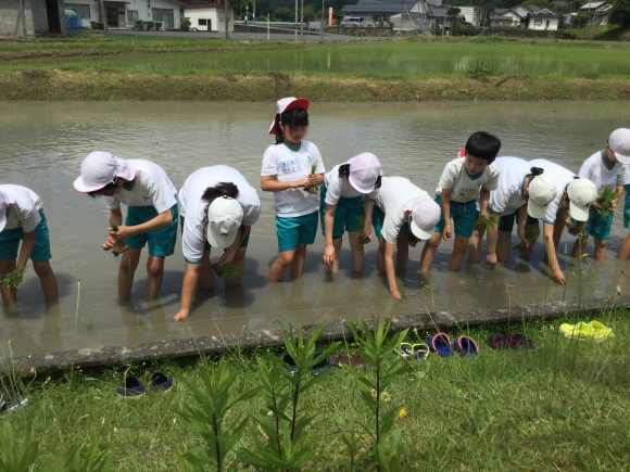 田植え