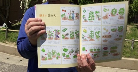 2年生せいかつ教科書「野さい図かん」の授業動画のご紹介♪