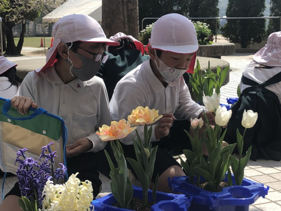 球根の花が咲きました。