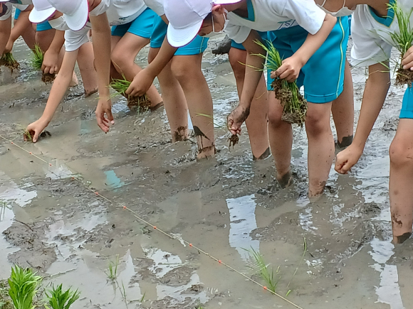 ４年生の田植え