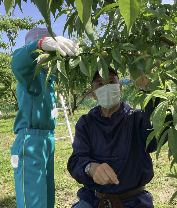 ももの間引き体験をしました