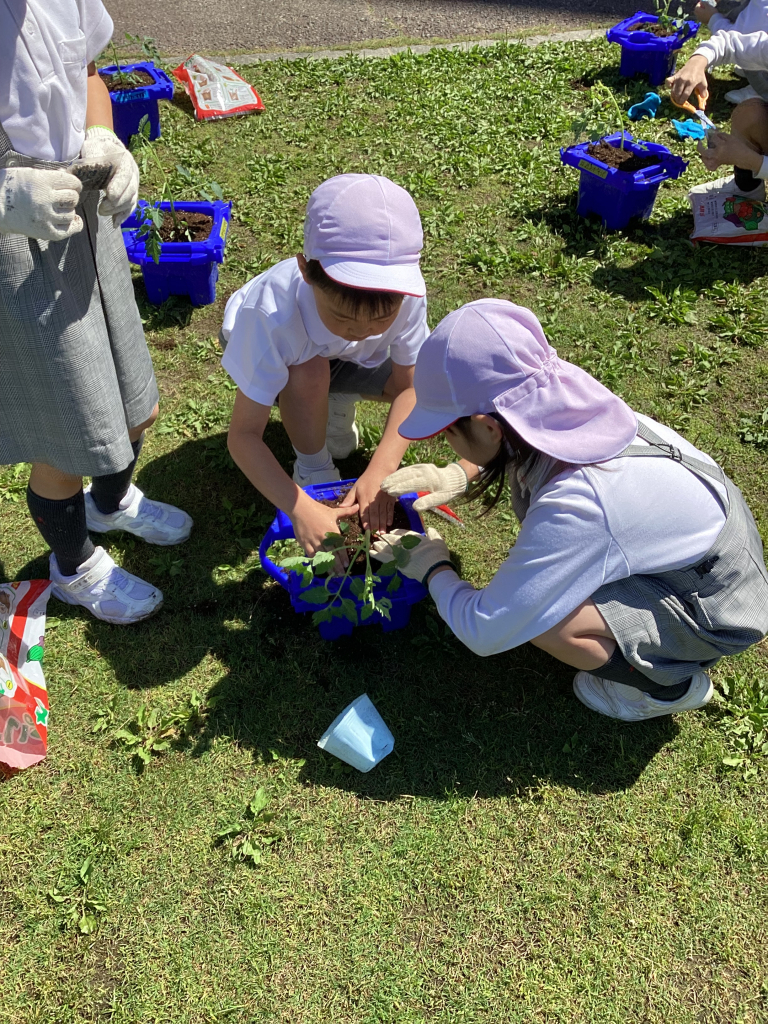 ミニトマトの苗植え