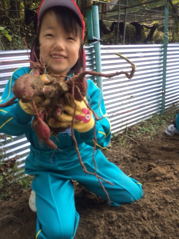 芋掘り