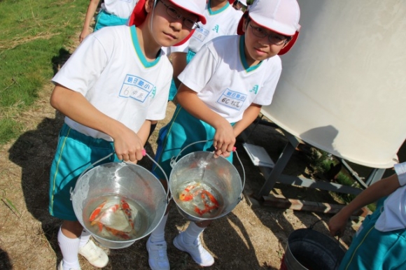 鯉の放流をしました　創意自然