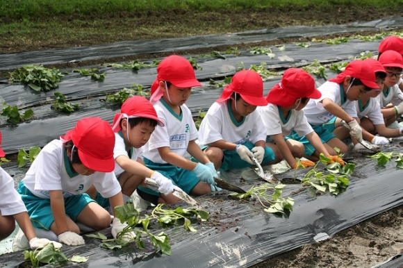 芋づるを植えたよ