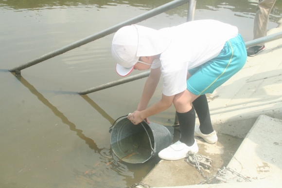鯉の放流