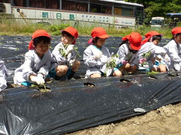 さつまいもの苗植え