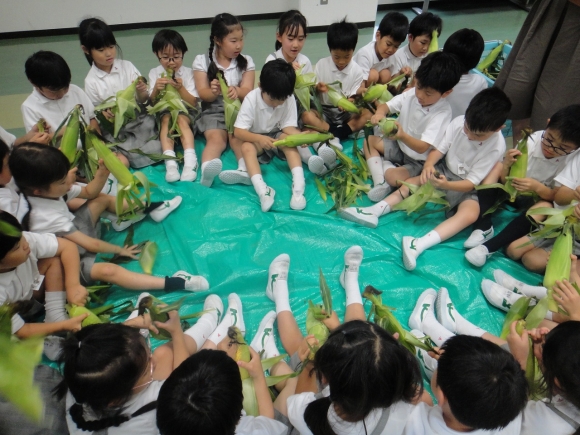 トウモロコシの皮むきに挑戦！