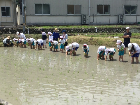 田植え