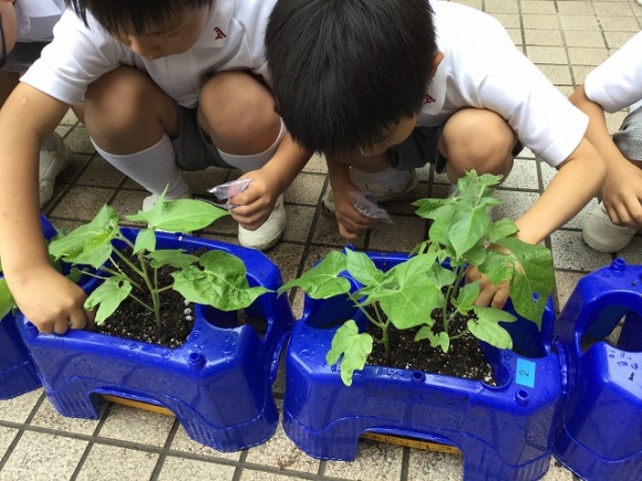 朝顔の本葉が出ました 学校法人 朝日学園 朝日塾小学校 朝日学園グループ