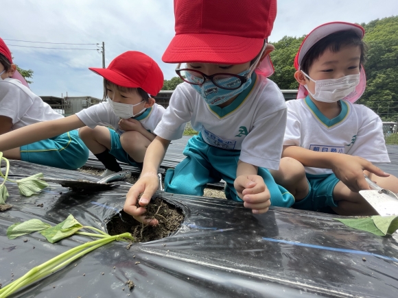 サツマイモの苗を植えたよ