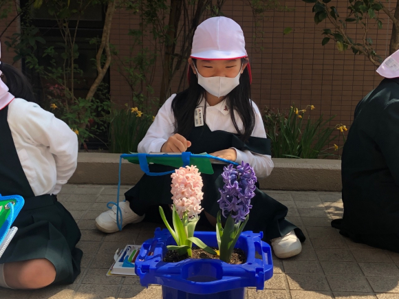 球根の花が咲きました。