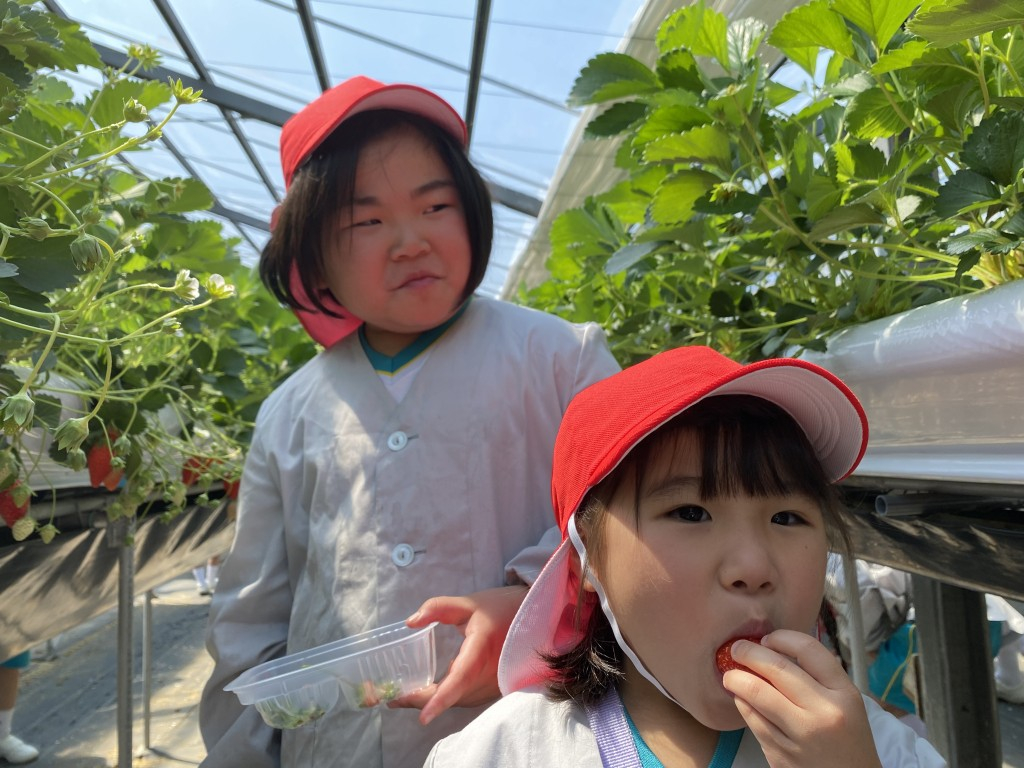 いちご狩り