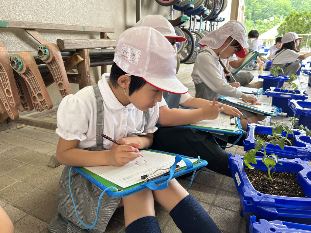 生活科　野菜の苗の観察