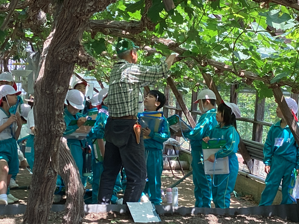 マスカット見学