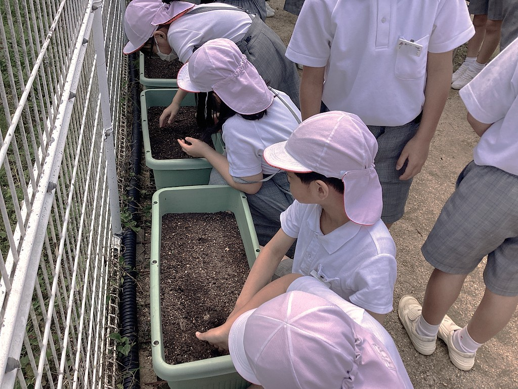 苗の植えかえ