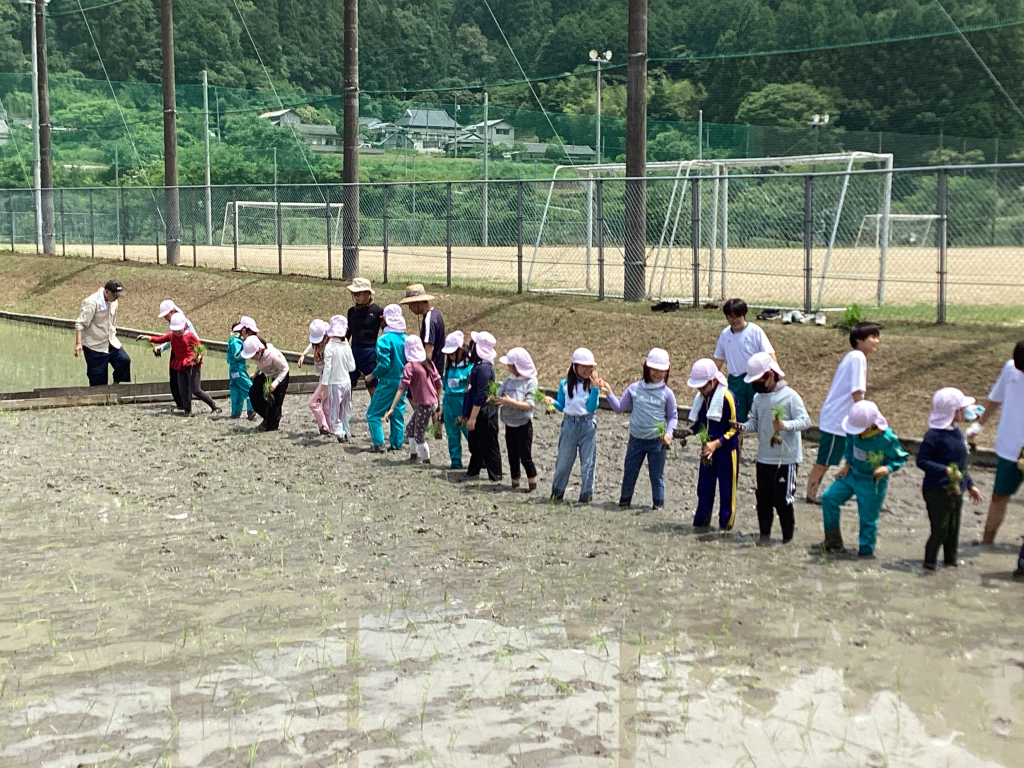 田植えをしました
