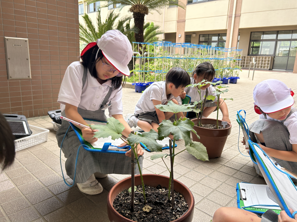 生活科「野菜の観察」