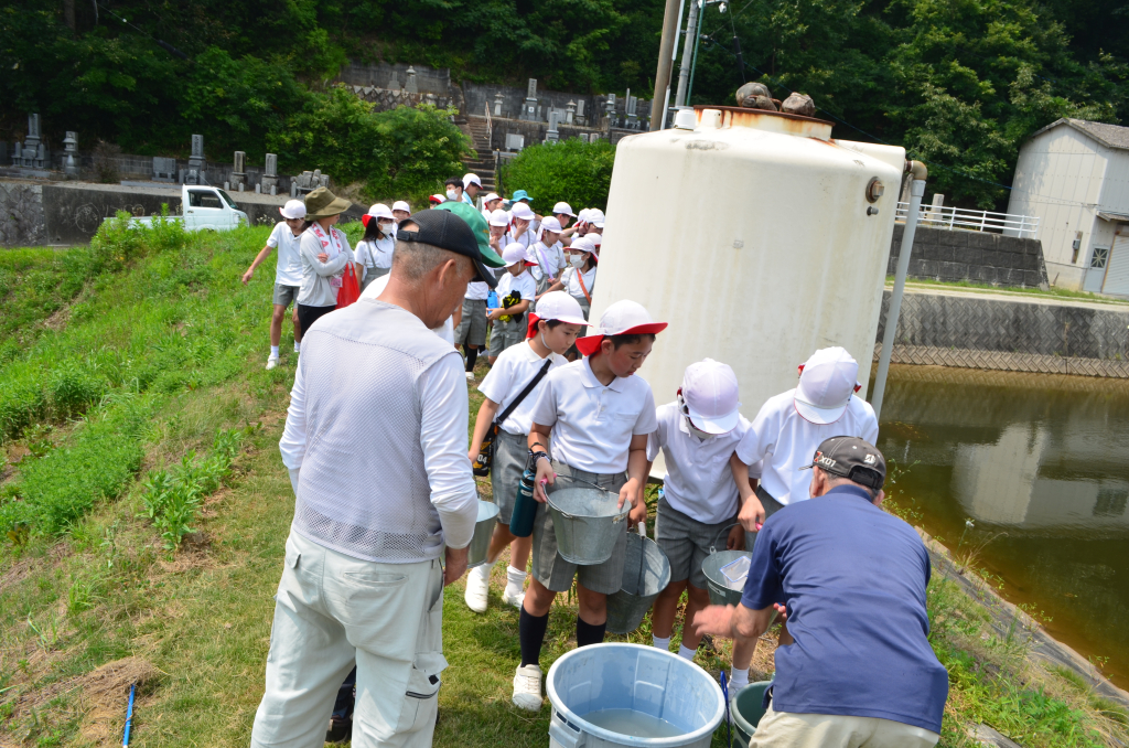 コイの放流（創意自然）