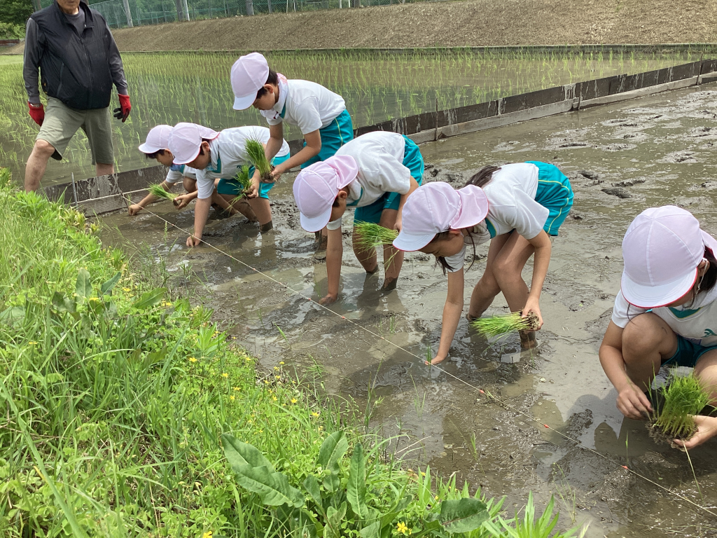 田植え縄の目印めがけて苗を植えます！