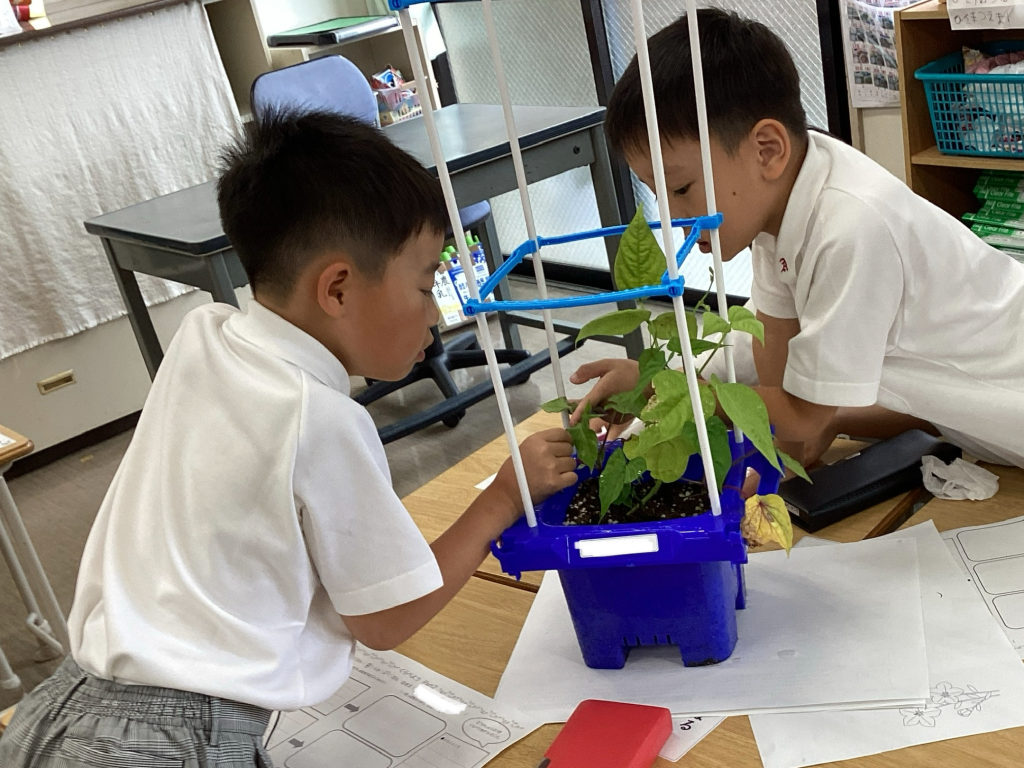 PYP【１年生】鉢から芽が出て、葉っぱが出てきて・・・