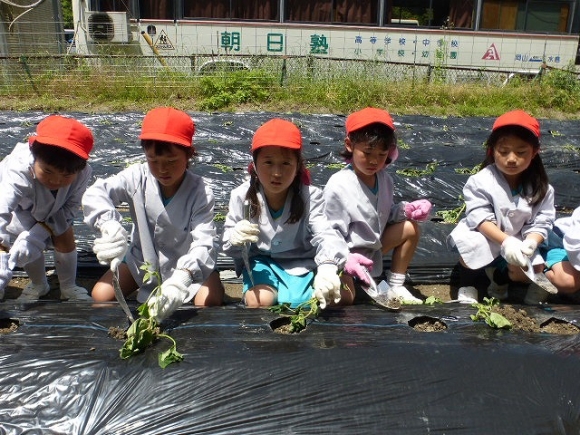 さつまいもの苗植え