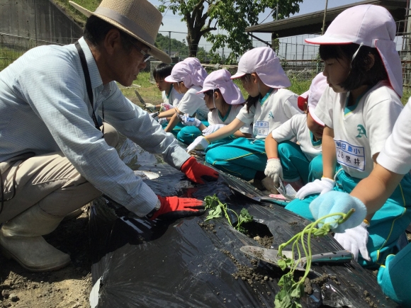 サツマイモの苗を植えました