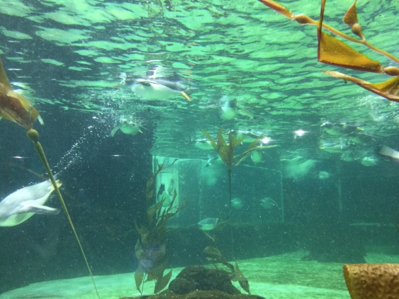 水族館に行きました