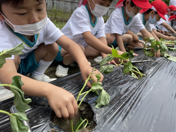 サツマイモの苗を植えたよ