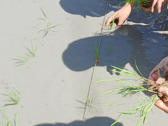 ４年生の田植え