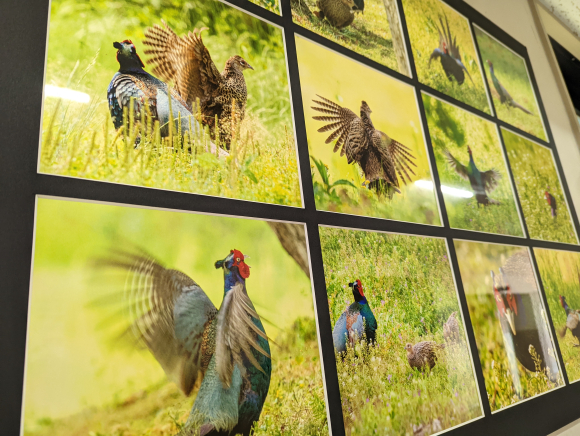 キジ鳥（ファジアーノ）の写真が飾られています