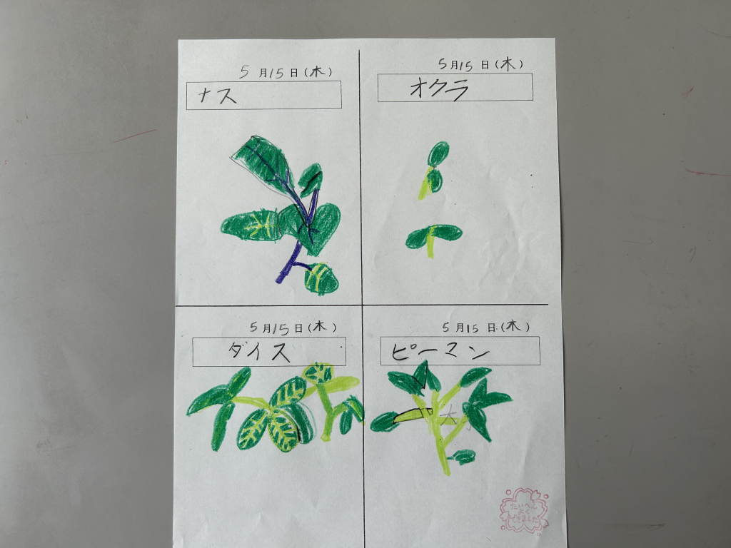 野菜に種類によって、葉の形や色に違いがあることに気づくことができました。