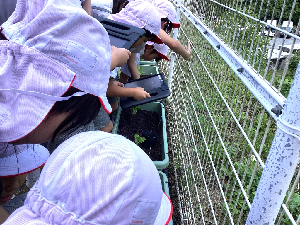 苗の植えかえ