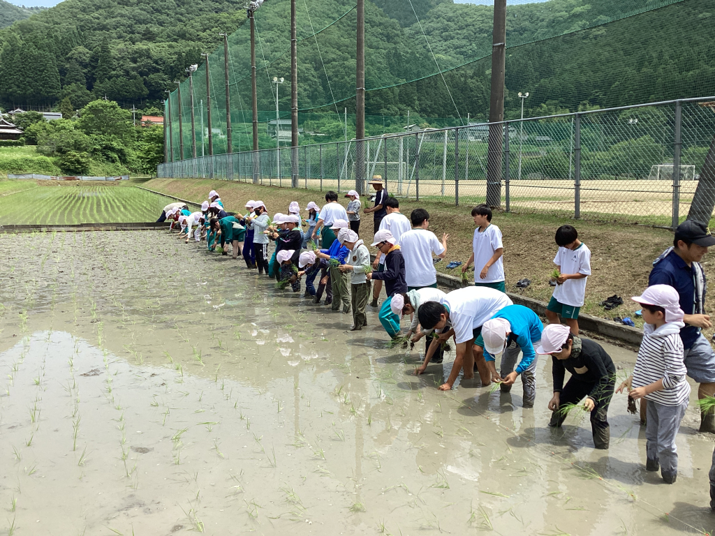 田植えをしました