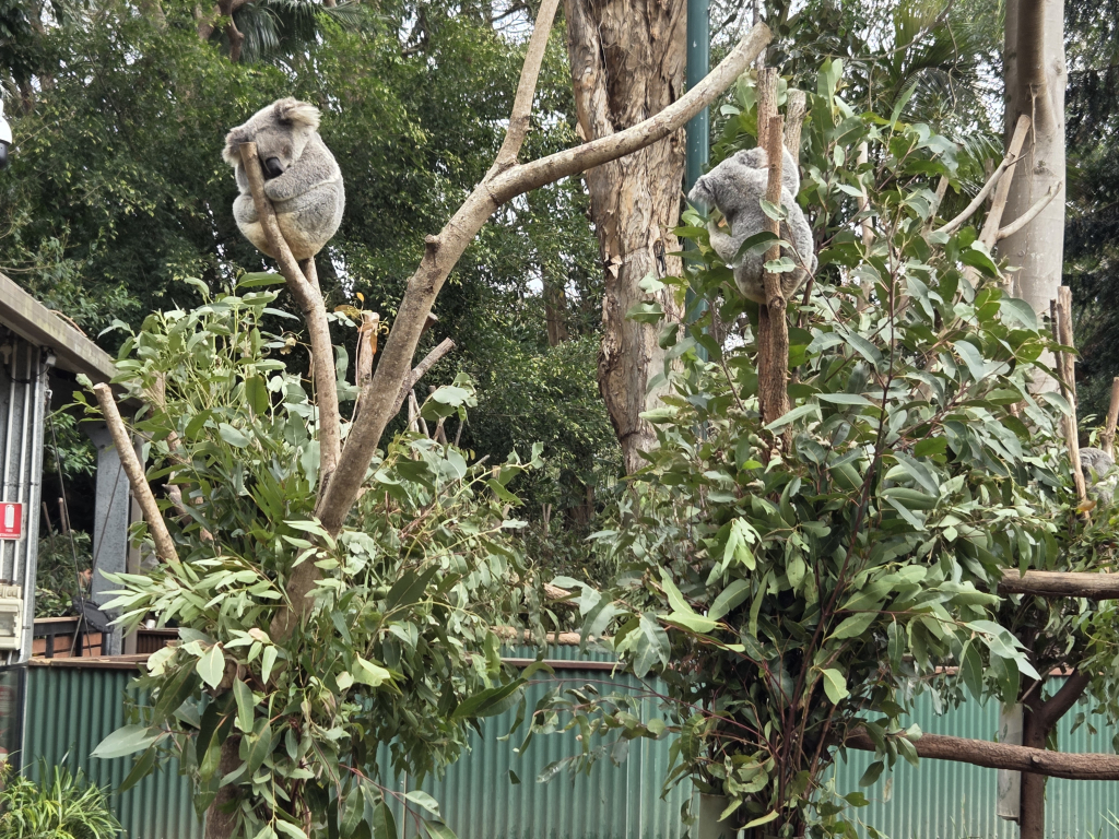 動物園に来ました
