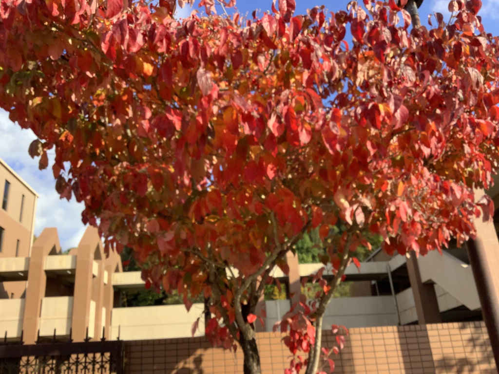 3枚目の写真は2年生が撮ったものです。