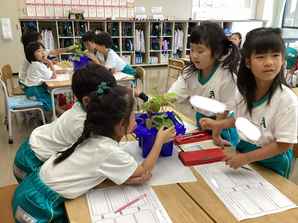 PYP【１年生】鉢から芽が出て、葉っぱが出てきて・・・